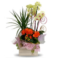 Cutie mare din lemn cu 3 plante