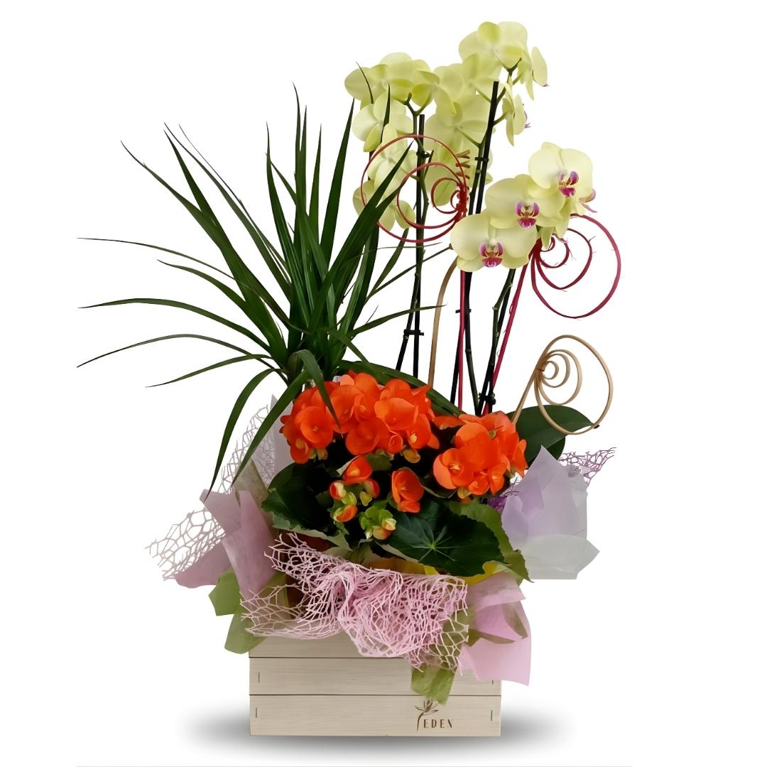 Cutie mare din lemn cu 3 plante