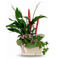 Cutie mica din lemn cu 3 plante