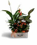 Cutie medie din lemn cu 3 plante