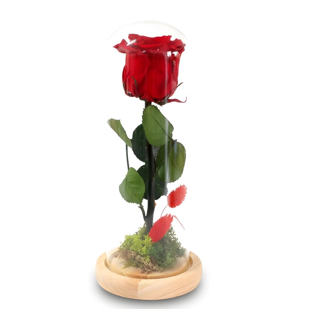 Red rose in a glass dome on a wooden base with a white background