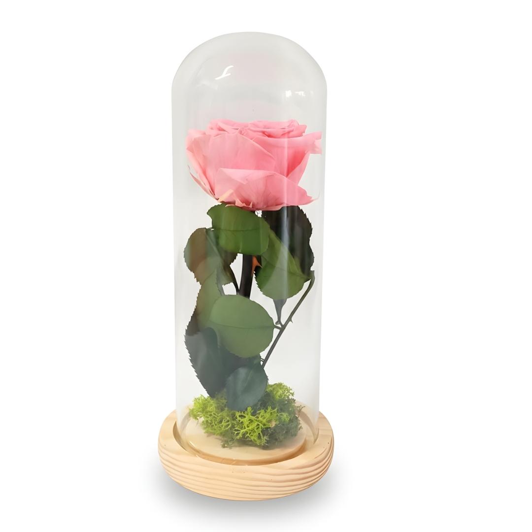 Pink rose in a glass dome on a white background